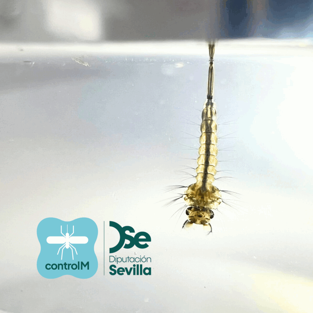 Actualización sobre los tratamientos larvicidas para el control de mosquitos transmisores del virus del Nilo occidental (VNO) en Villamanrique de la Condesa, Sevilla
