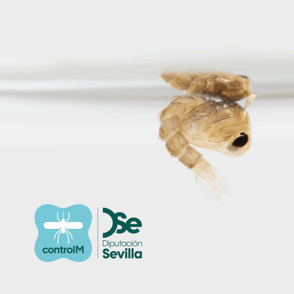 Actualización sobre los tratamientos larvicidas para el control de mosquitos transmisores del virus del Nilo occidental (VNO) en Villamanrique de la Condesa, Sevilla