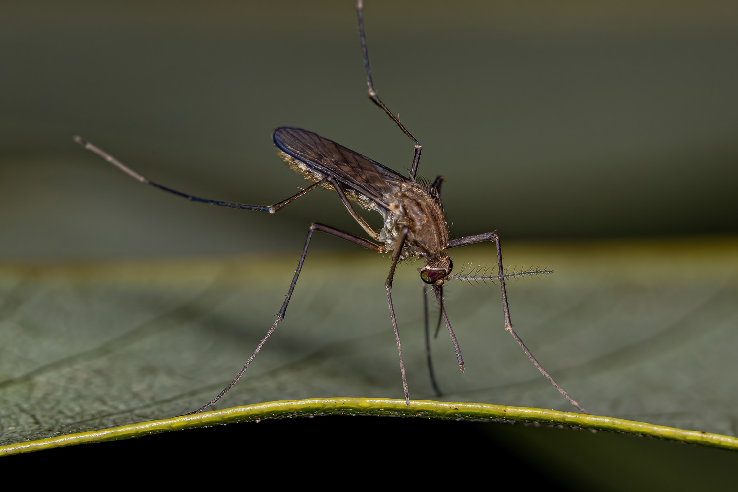 Mosquito adulto del género Culex