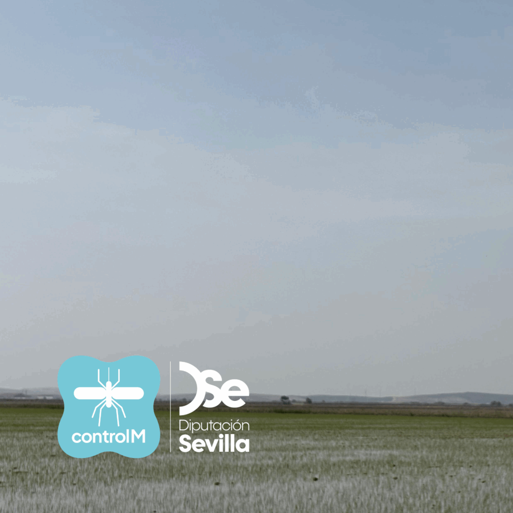 Actualización sobre los tratamientos larvicidas para el control de mosquitos transmisores del virus del Nilo occidental (VNO) en Utrera, Sevilla