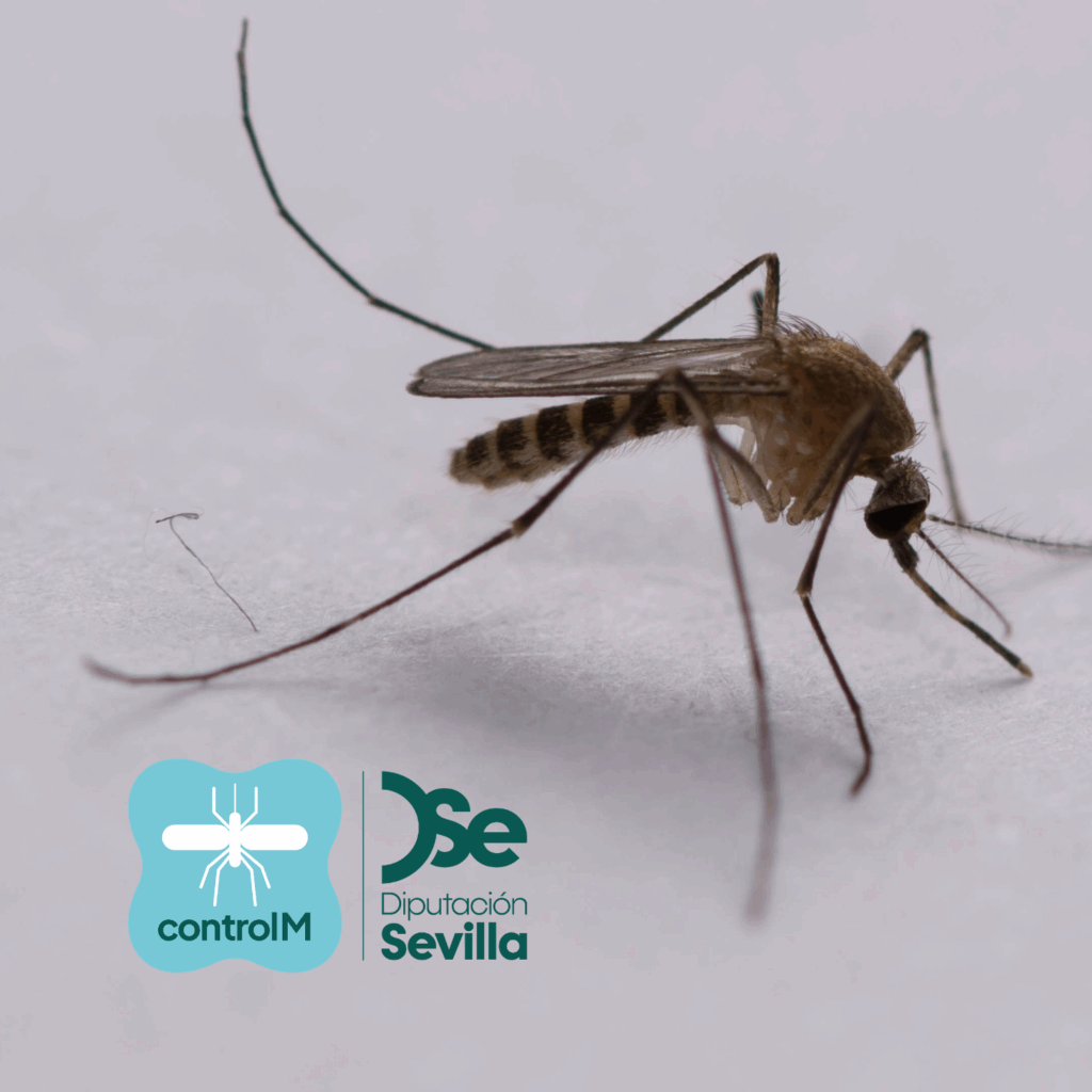 Aviso de tratamiento adulticida para el control de mosquitos transmisores del virus del Nilo occidental (VNO) en Palomares del Río, Sevilla