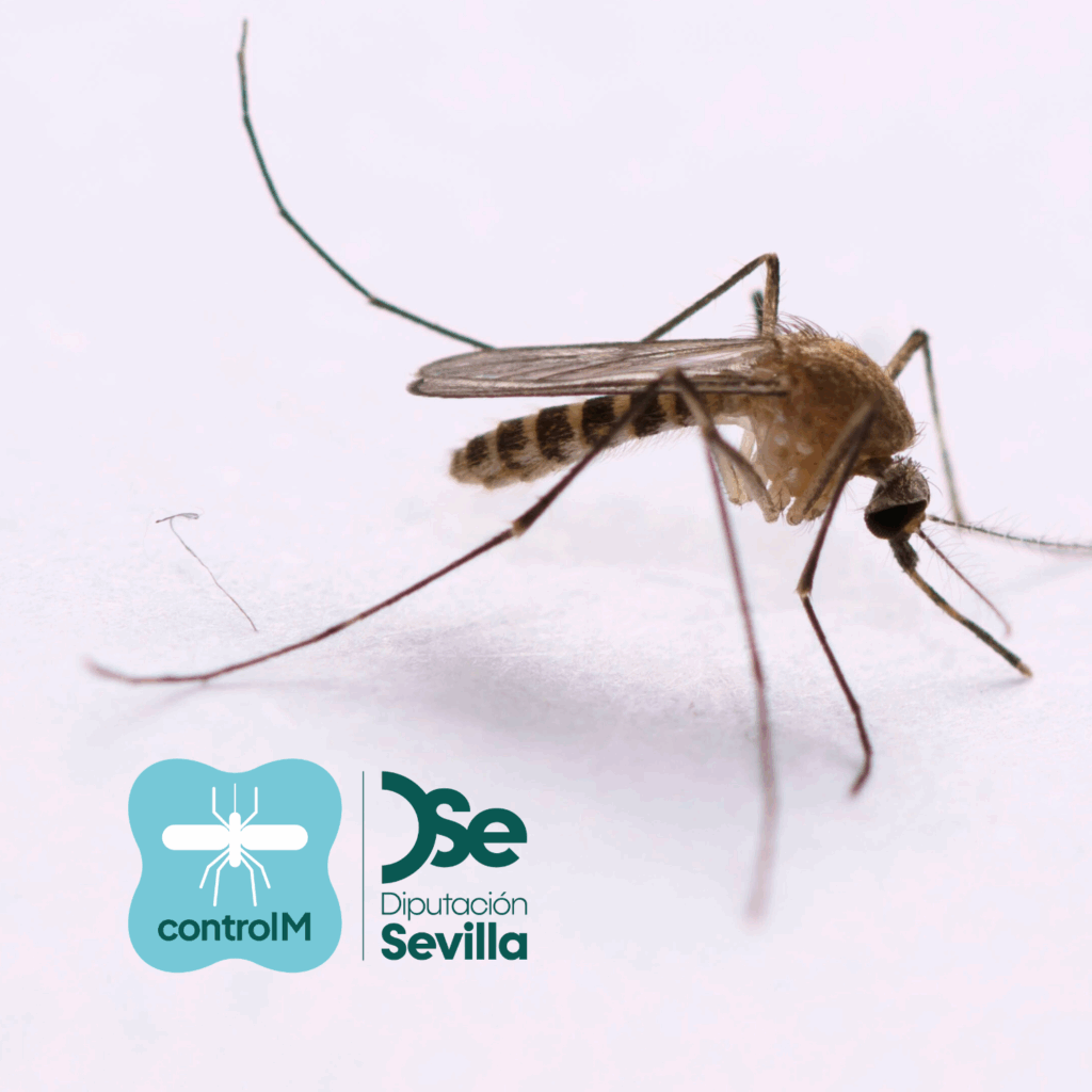 Aviso de tratamiento adulticida para el control de mosquitos transmisores del virus del Nilo occidental (VNO) en Dos Hermanas, Sevilla