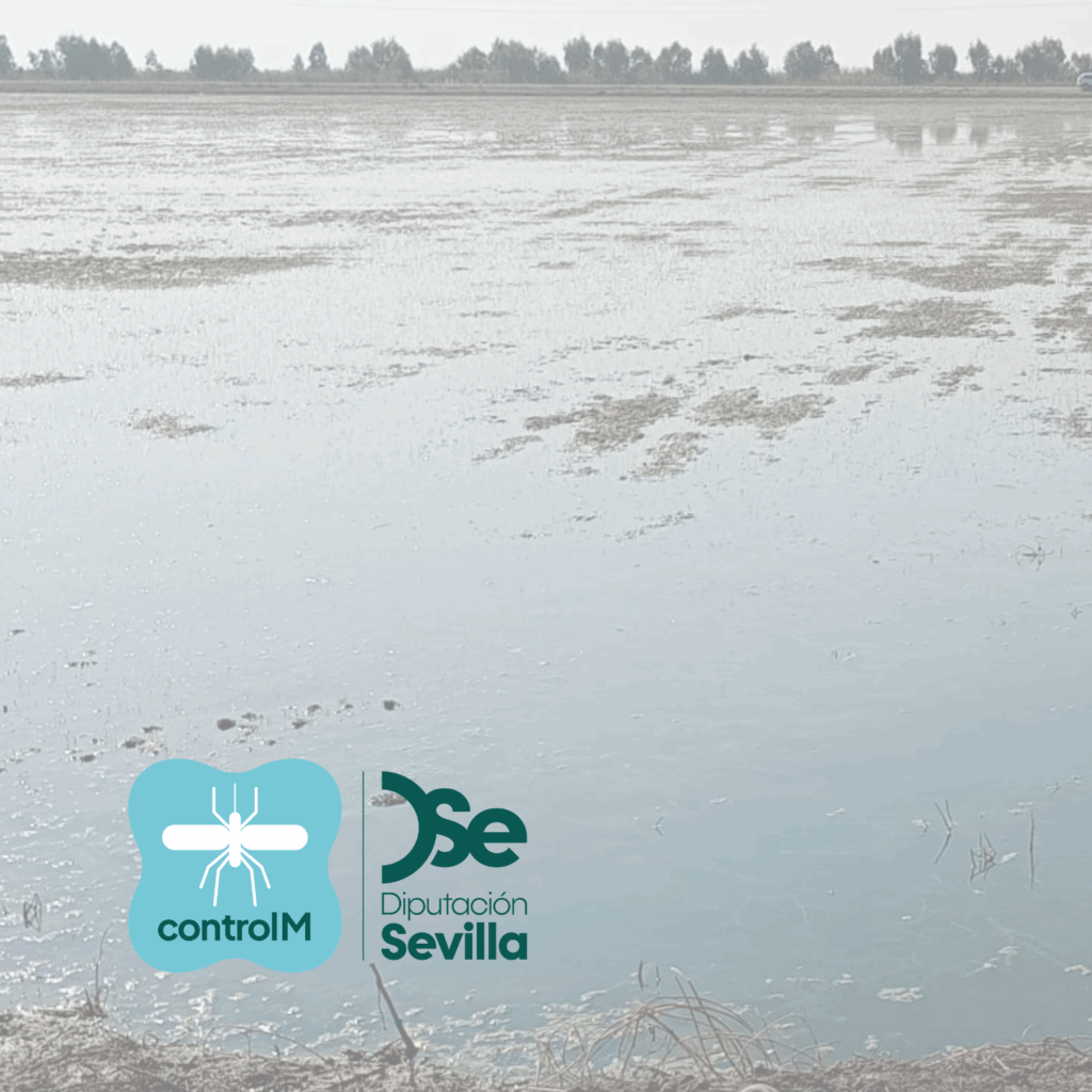 Actualización sobre los tratamientos larvicidas para el control de mosquitos transmisores del virus del Nilo occidental (VNO) en Villamanrique de la Condesa, Sevilla