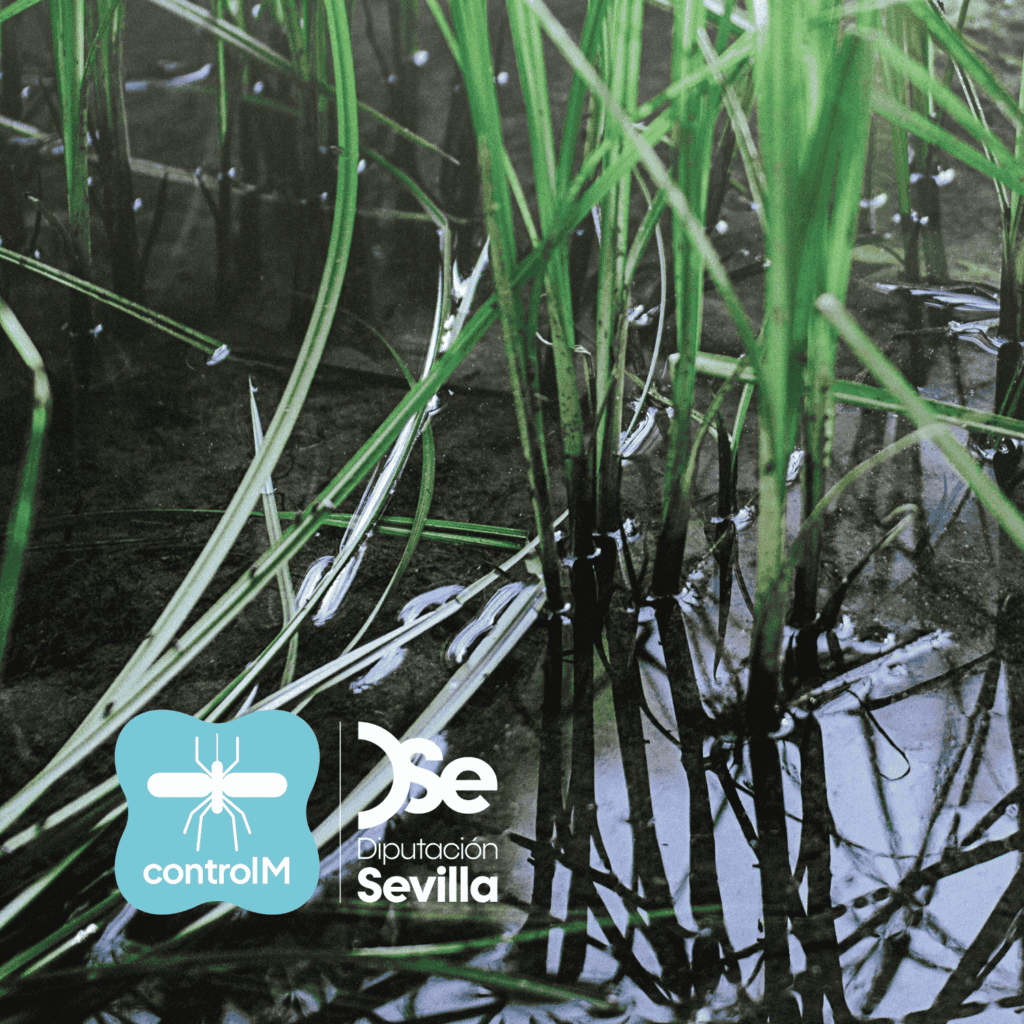 Actualización sobre los trabajos de control larvario