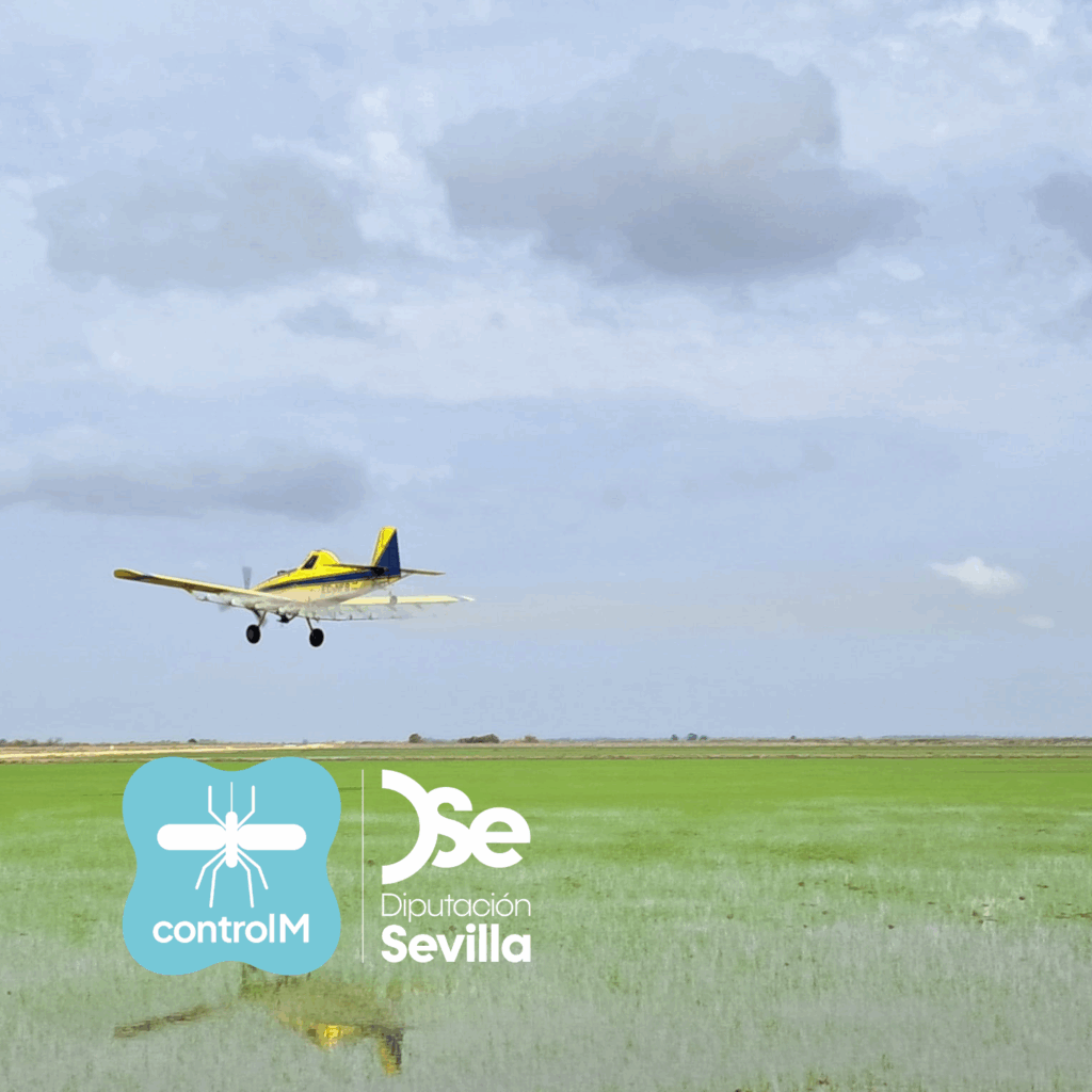 La Diputación refuerza este lunes la fumigación contra el mosquito del virus del Nilo occidental en parcelas de arroz de la provincia de Sevilla