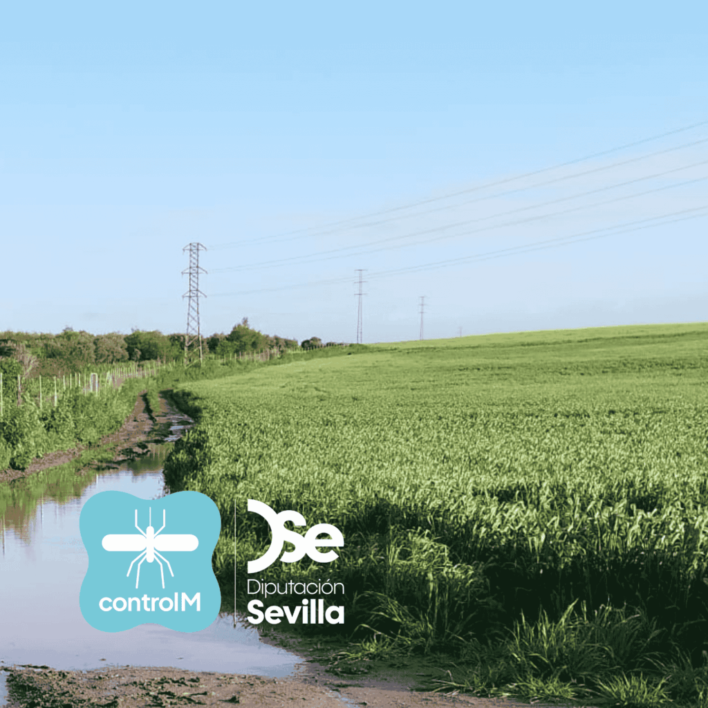 Actualización sobre los tratamientos larvicidas para el control de mosquitos transmisores del virus del Nilo occidental (VNO) en Los Palacios y Villafranca, Sevilla