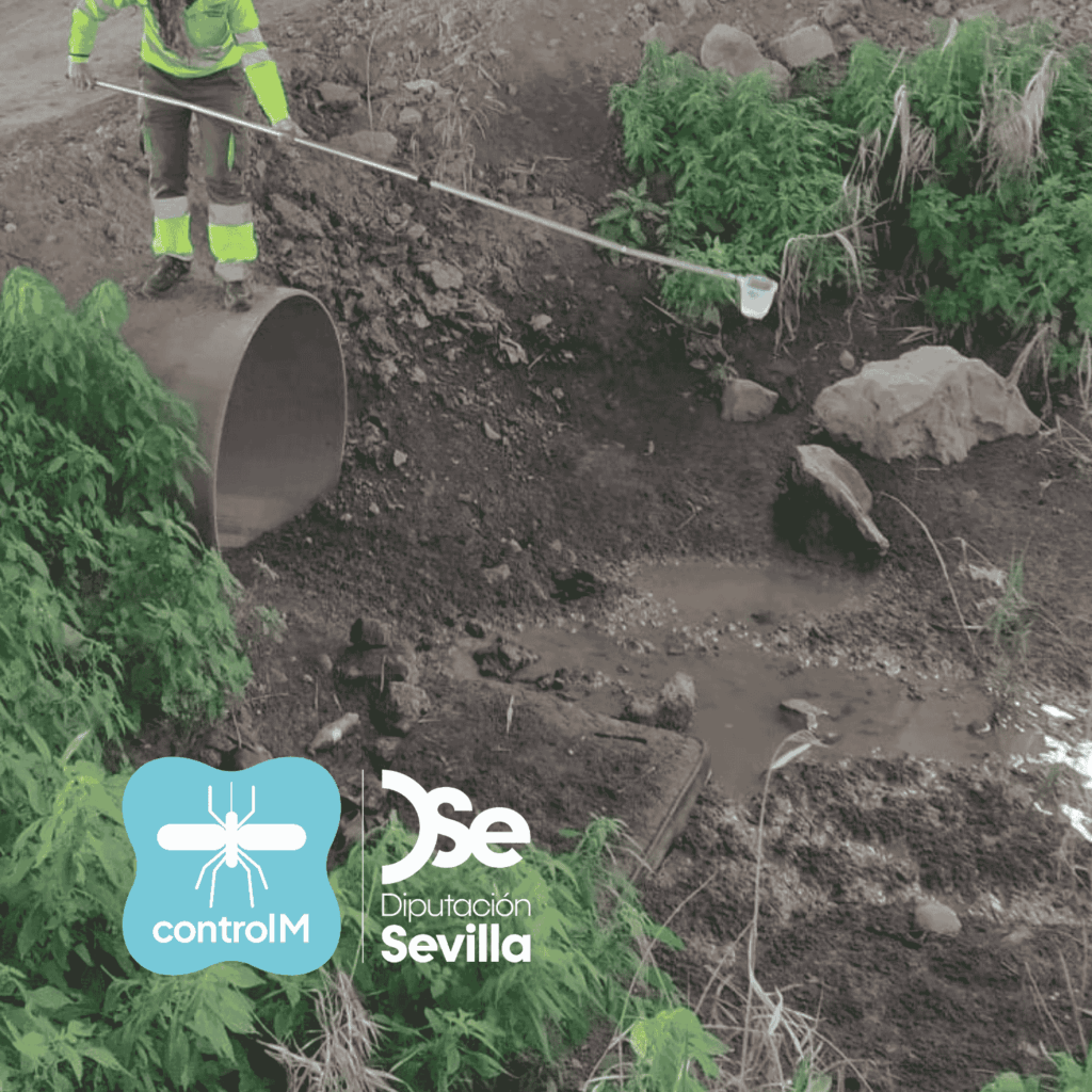 Actualización sobre los tratamientos larvicidas para el control de mosquitos transmisores del virus del Nilo occidental (VNO) en Coria del Río, Sevilla