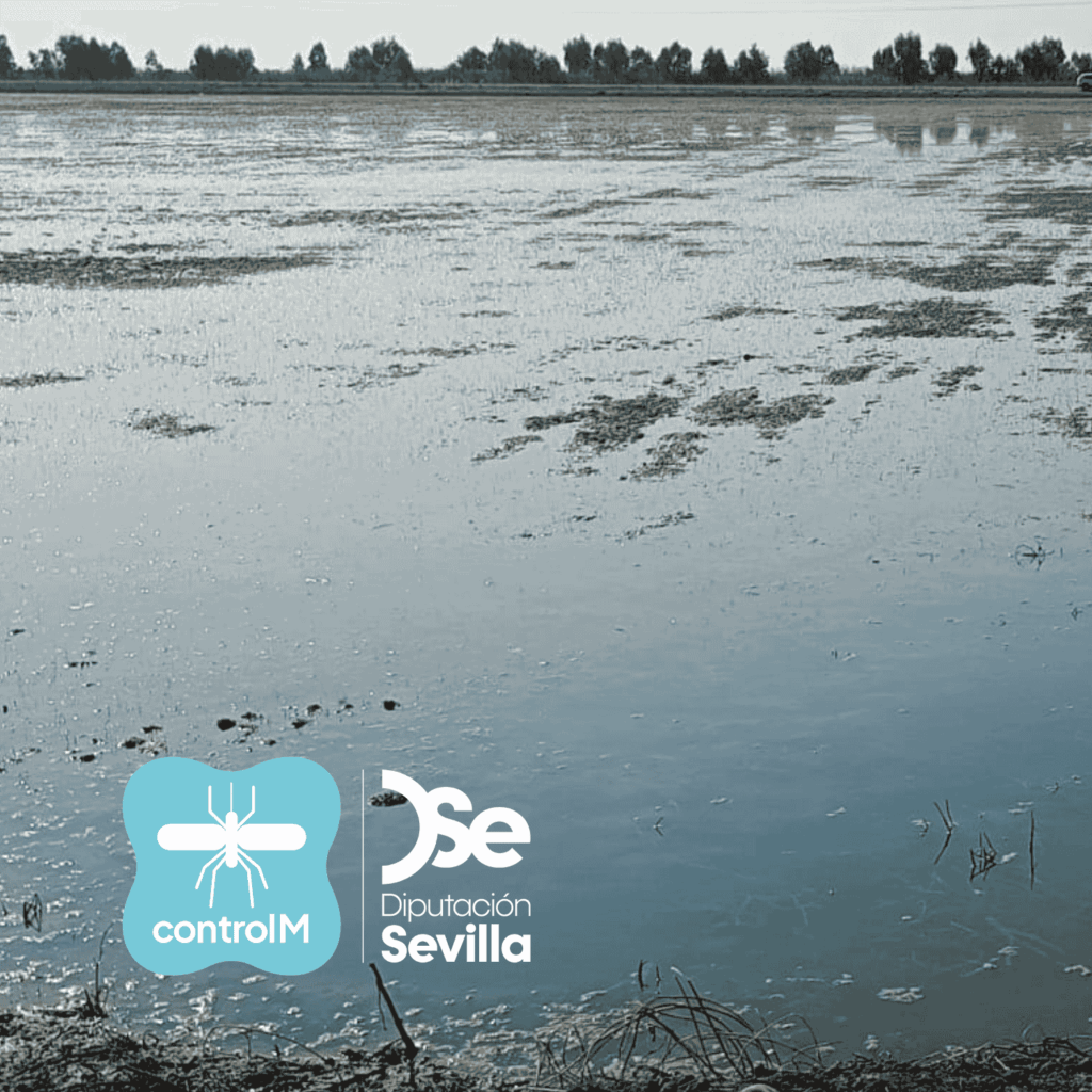 Actualización sobre los tratamientos larvicidas para el control de mosquitos transmisores del virus del Nilo occidental (VNO) en Palomares del Río, Sevilla