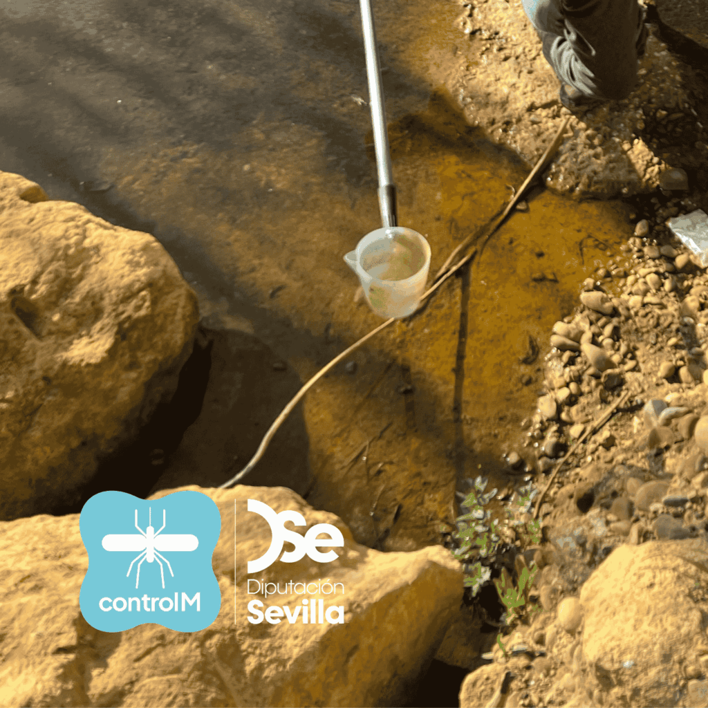 Actualización sobre los tratamientos larvicidas para el control de mosquitos transmisores del virus del Nilo occidental (VNO) en Almensilla, Sevilla