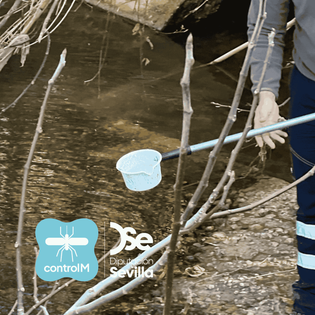 Actualización sobre los tratamientos larvicidas para el control de mosquitos transmisores del virus del Nilo occidental (VNO) en Dos Hermanas, Sevilla