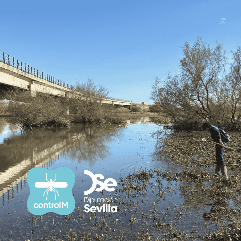 Actualización sobre los tratamientos larvicidas para el control de mosquitos transmisores del virus del Nilo occidental (VNO) en Las Cabezas de San Juan, Sevilla