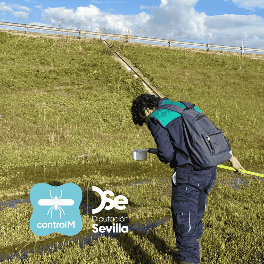 Actualización sobre los tratamientos larvicidas para el control de mosquitos transmisores del virus del Nilo occidental (VNO) en Utrera, Sevilla