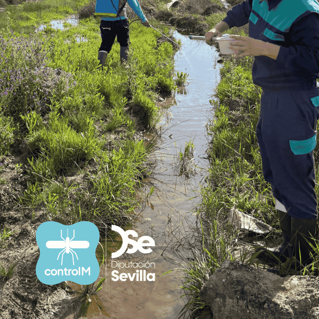 Actualización sobre los tratamientos larvicidas para el control de mosquitos transmisores del virus del Nilo occidental (VNO) en Lebrija, Sevilla