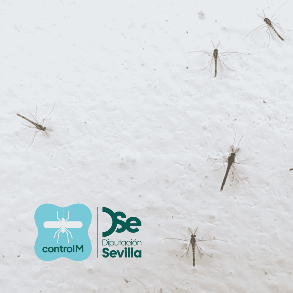 Aviso de tratamiento adulticida para el control de mosquitos transmisores del virus del Nilo occidental (VNO) en Dos Hermanas, Sevilla