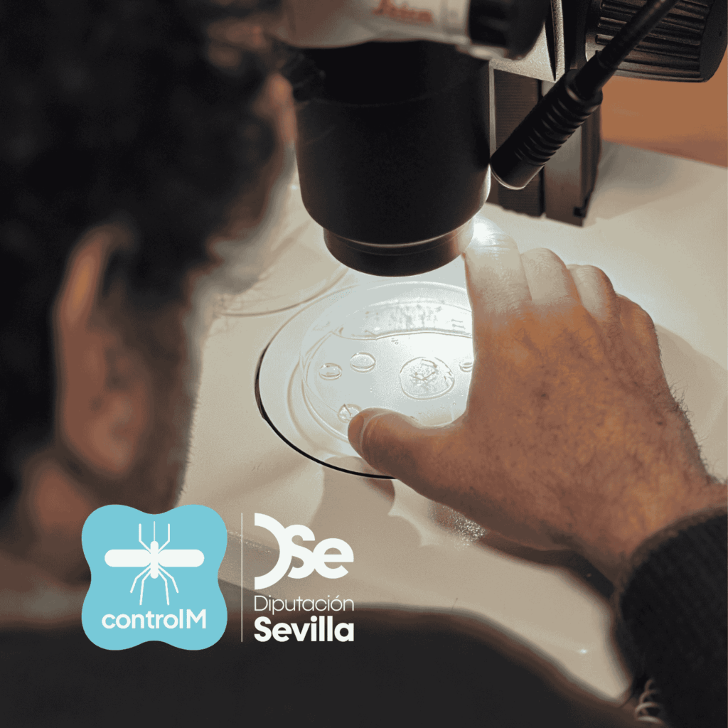 Actualización sobre los tratamientos larvicidas para el control de mosquitos transmisores del virus del Nilo occidental (VNO) en Mairena del Aljarafe, Sevilla