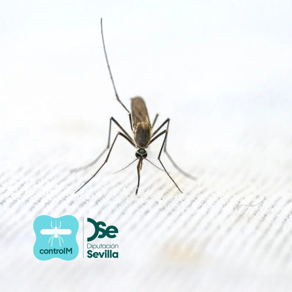 Aviso de tratamiento adulticida para el control de mosquitos transmisores del virus del Nilo occidental (VNO) en La Puebla del Río, Sevilla