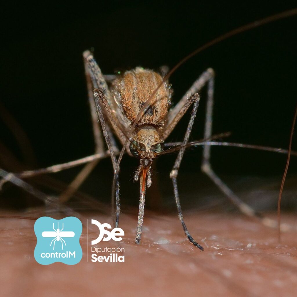 Aviso de tratamiento adulticida para el control de mosquitos transmisores del virus del Nilo occidental (VNO) en La Puebla del Río, Sevilla