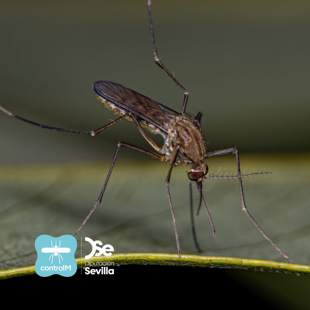 ¡Aviso! Tratamientos adulticidas para el control de mosquitos