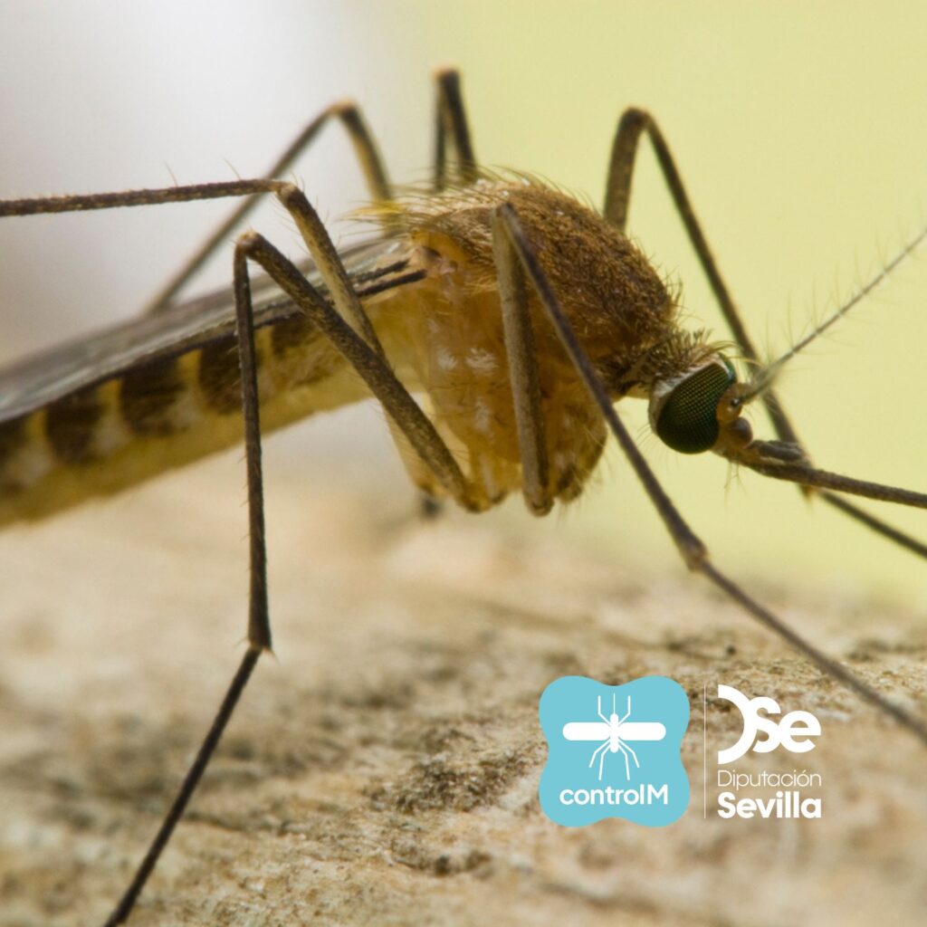 Aviso de tratamiento adulticida para el control de mosquitos transmisores del virus del Nilo occidental (VNO) en Aznalcázar, Sevilla
