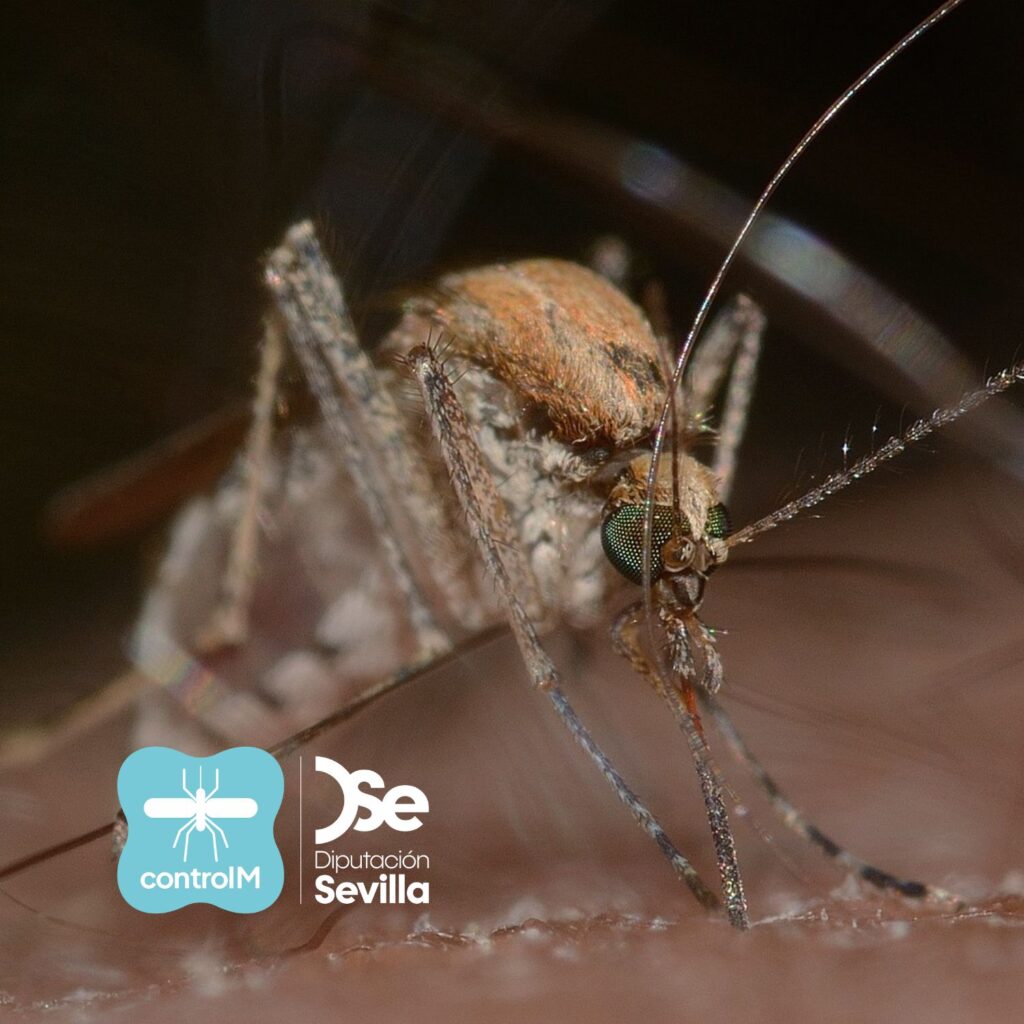 Aviso de tratamiento adulticida para el control de mosquitos transmisores del virus del Nilo occidental (VNO) en Coria del Río, Sevilla
