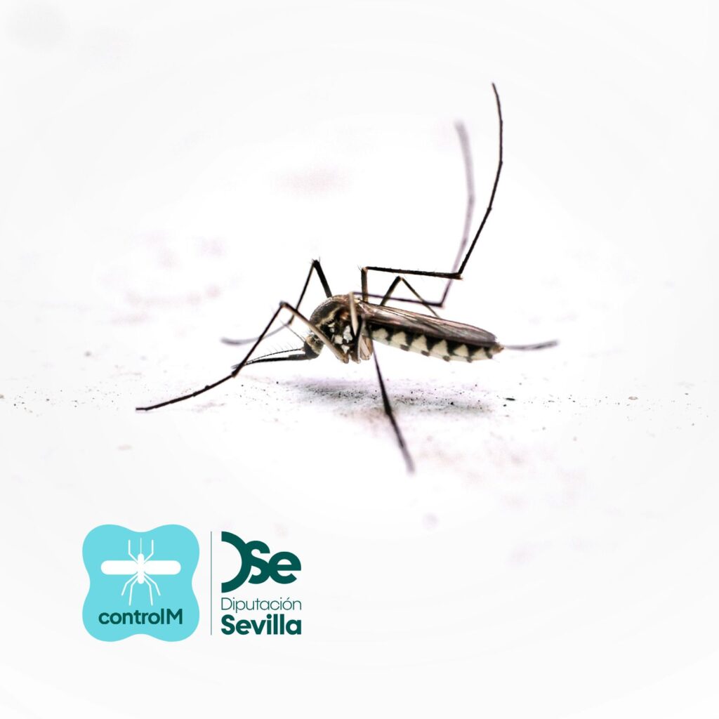 Aviso de tratamiento adulticida para el control de mosquitos transmisores del virus del Nilo occidental (VNO) en Isla Mayor, Sevilla