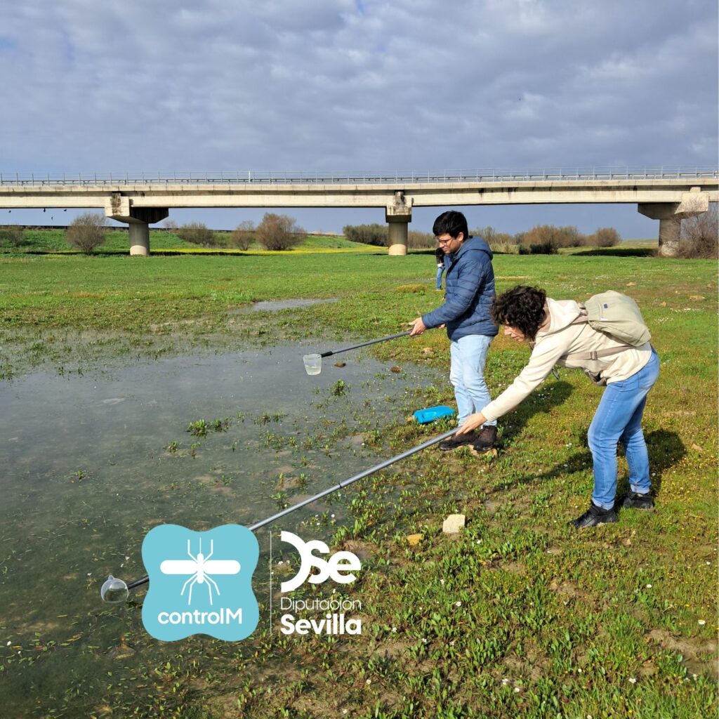 Actualización sobre los tratamientos larvicidas para el control de mosquitos transmisores del virus del Nilo occidental (VNO) en Coria del Río, Sevilla