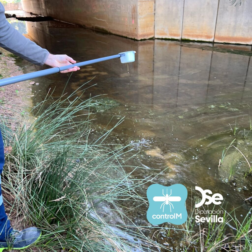 Actualización sobre los tratamientos larvicidas para el control de mosquitos transmisores del virus del Nilo occidental (VNO) en Bollullos de la Mitación, Sevilla
