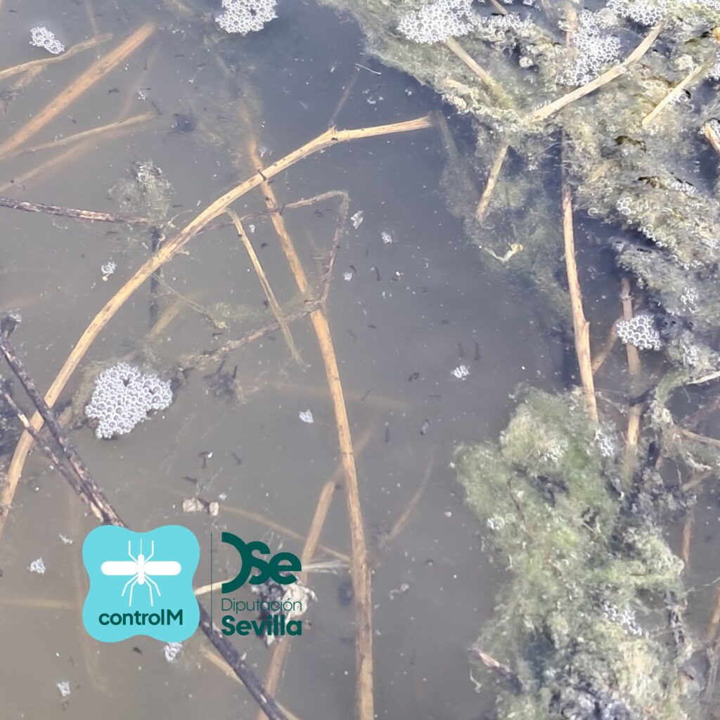 Actualización sobre los tratamientos larvicidas para el control de mosquitos transmisores del virus del Nilo occidental (VNO) en Alcalá de Guadaíra, Sevilla