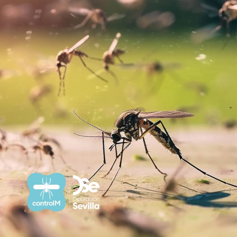 Mosquitos del género culex pipiens que transmiten el virus del Nilo occidental vuelan juntos en algún lugar de Sevilla