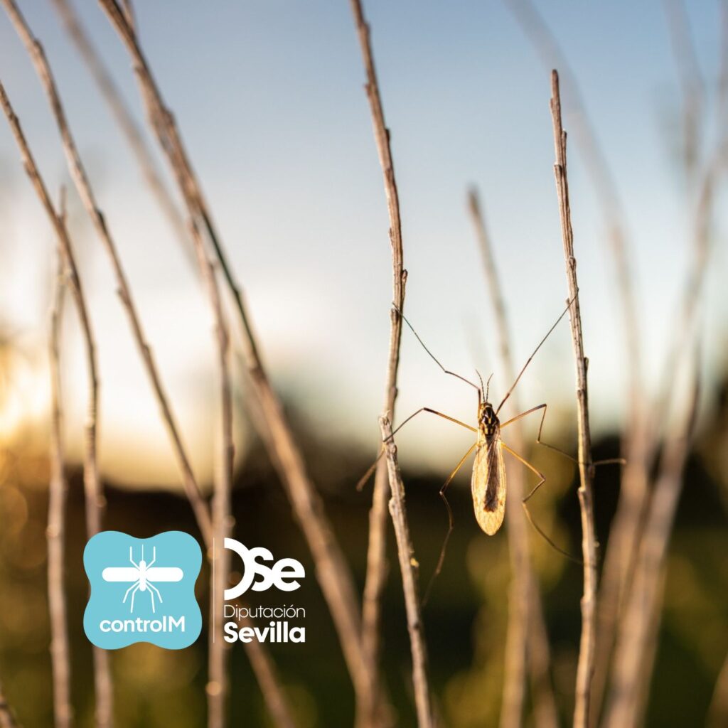 Aviso de tratamiento adulticida para el control de mosquitos transmisores del virus del Nilo occidental (VNO) en Palomares del Río, Sevilla