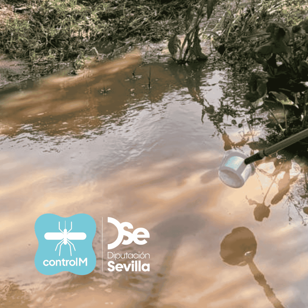 Actualización sobre los tratamientos larvicidas para el control de mosquitos transmisores del virus del Nilo occidental (VNO) en La Puebla del Río, Sevilla