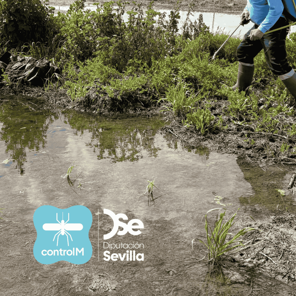 Actualización sobre los tratamientos larvicidas para el control de mosquitos transmisores del virus del Nilo occidental (VNO) en Utrera, Sevilla