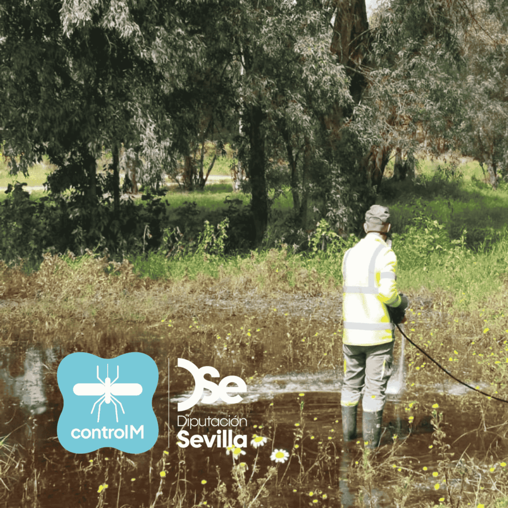 Actualización sobre los tratamientos larvicidas para el control de mosquitos transmisores del virus del Nilo occidental (VNO) en Alcalá de Guadaíra, Sevilla