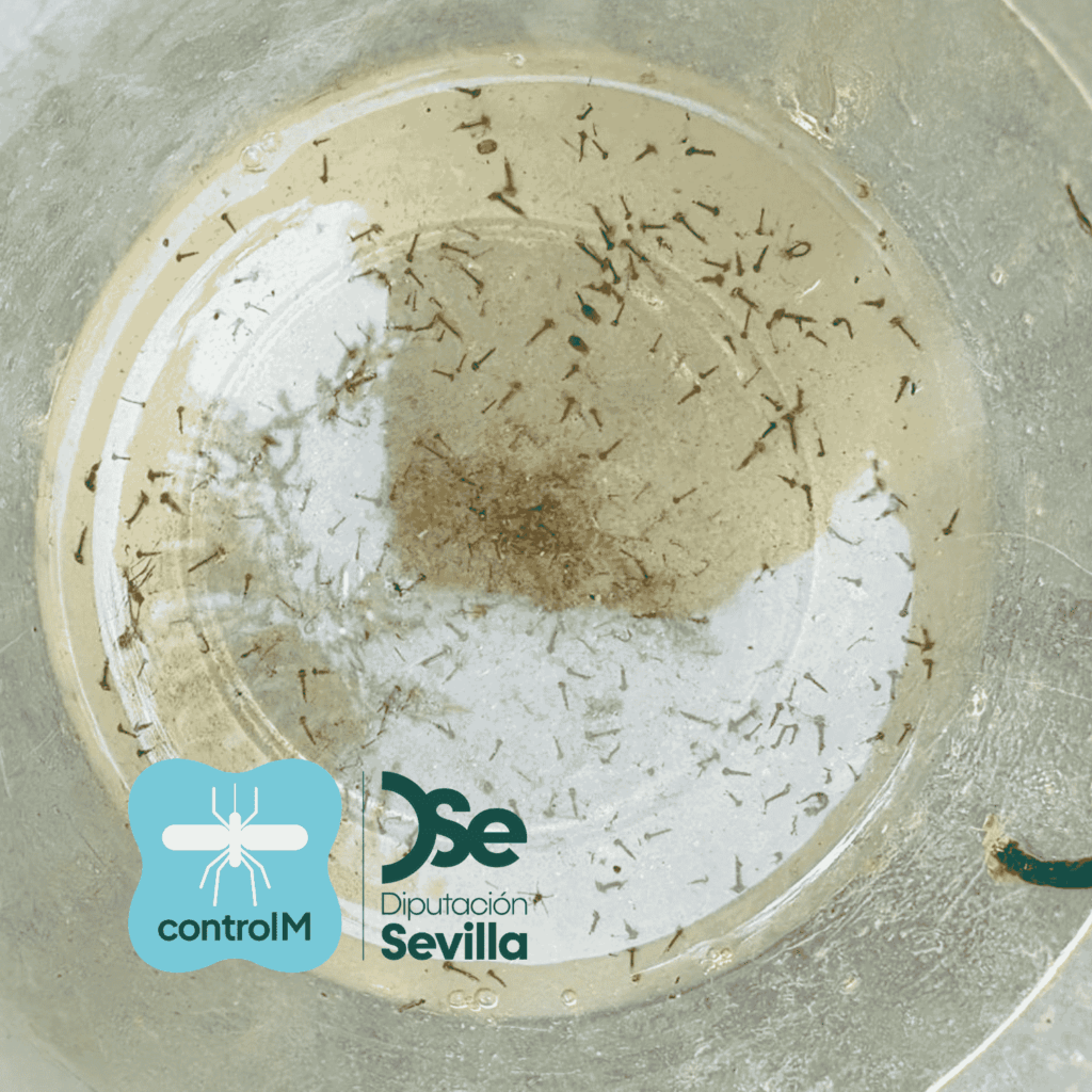 Actualización sobre los tratamientos larvicidas para el control de mosquitos transmisores del virus del Nilo occidental (VNO) en La Puebla del Río, Sevilla