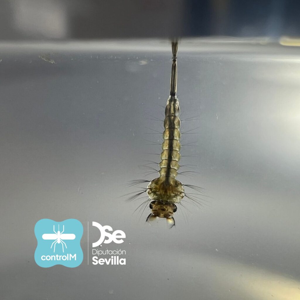 Actualización sobre los tratamientos larvicidas para el control de mosquitos transmisores del virus del Nilo occidental (VNO) en Mairena del Aljarafe, Sevilla