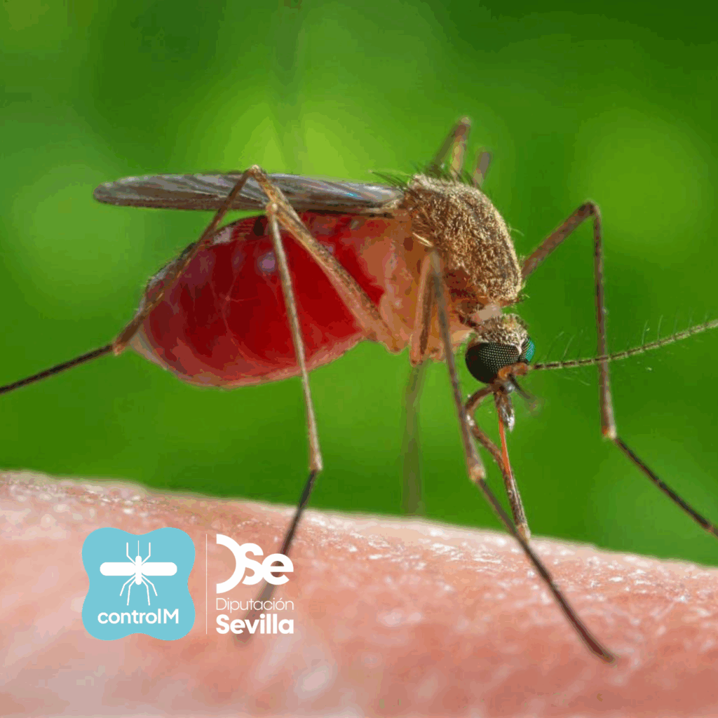 Aviso de tratamiento adulticida para el control de mosquitos transmisores del virus del Nilo occidental (VNO) en Bollullos de la Mitación, Sevilla