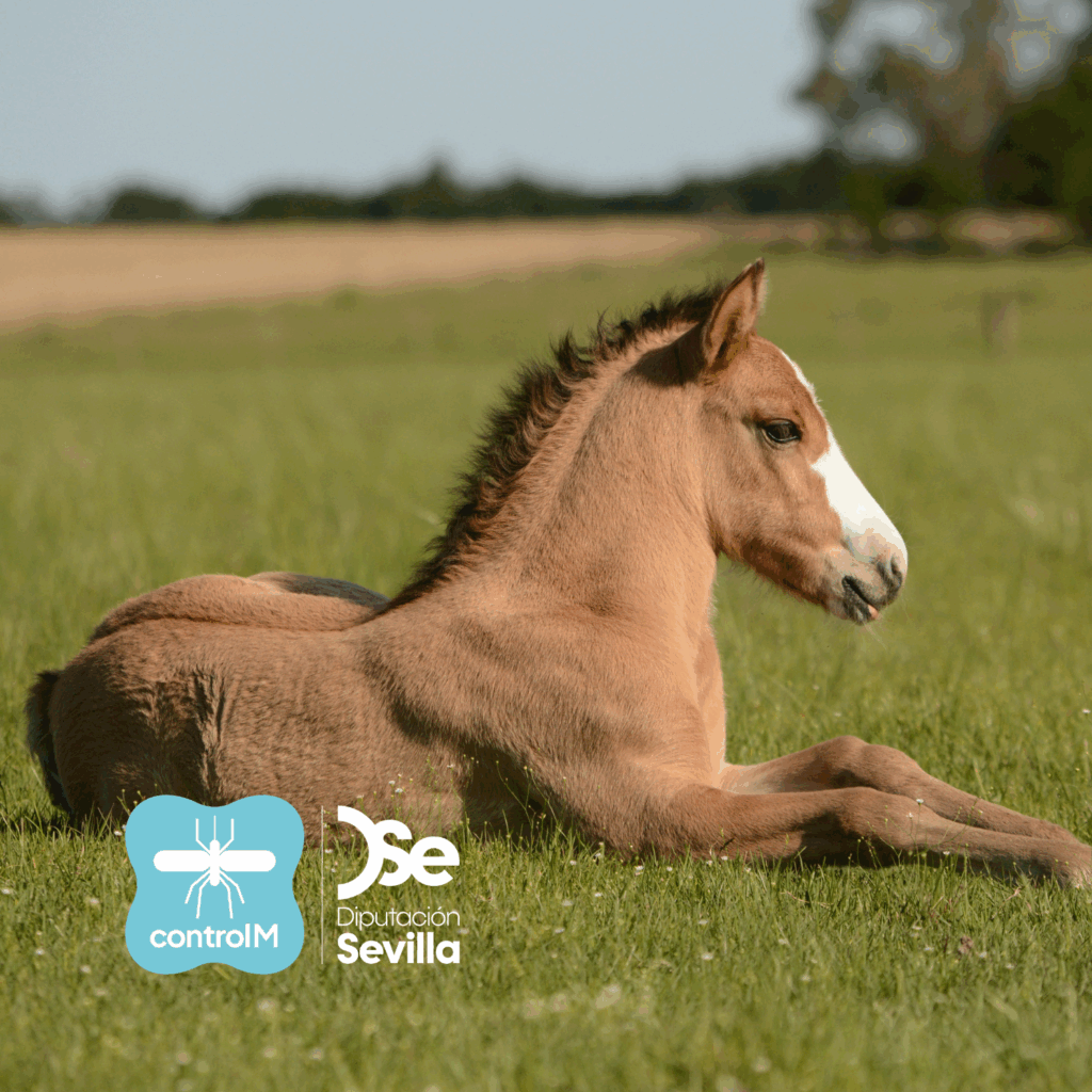 Confirmado un caso positivo de virus del Nilo occidental en un caballo en Almería