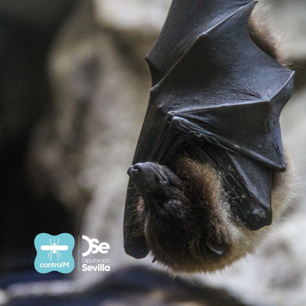 Murciélagos, defensores invisibles frente al virus del Nilo occidental en Sevilla