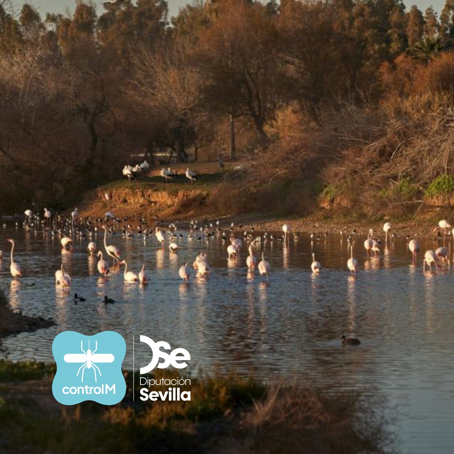 Un grupo de flamencos en el humedal de La Cañada de los Pájaros al atardecer