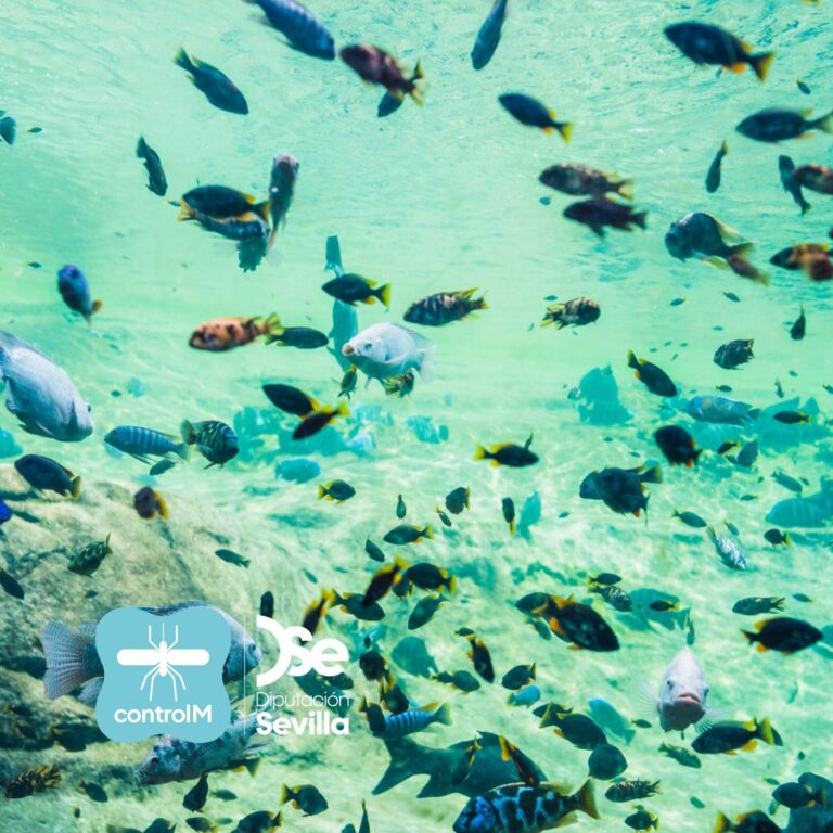 Banco de peces de diferentes colores bajo el agua