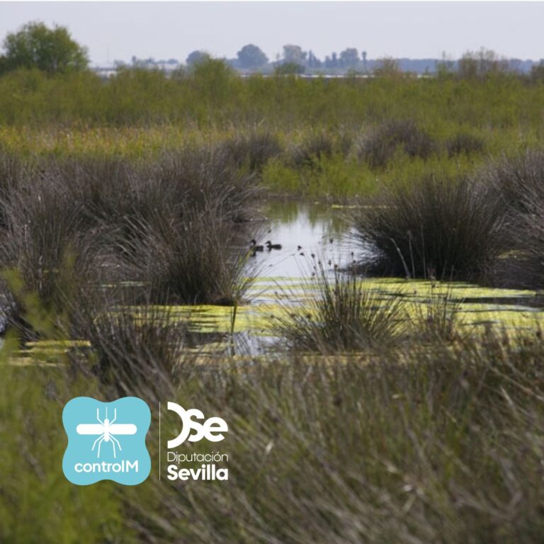 Imagen general de una parte del humedal del Cerro de las Cigüeñas en el municipio de Los Palacios y Villafranca