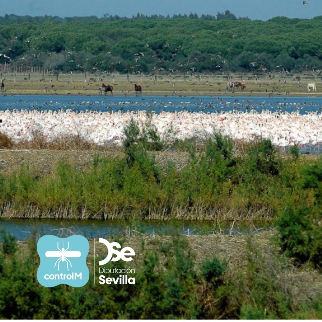 Aviso de tratamiento adulticida para el control de mosquitos transmisores del virus del Nilo occidental (VNO) en La Puebla del Río, Sevilla