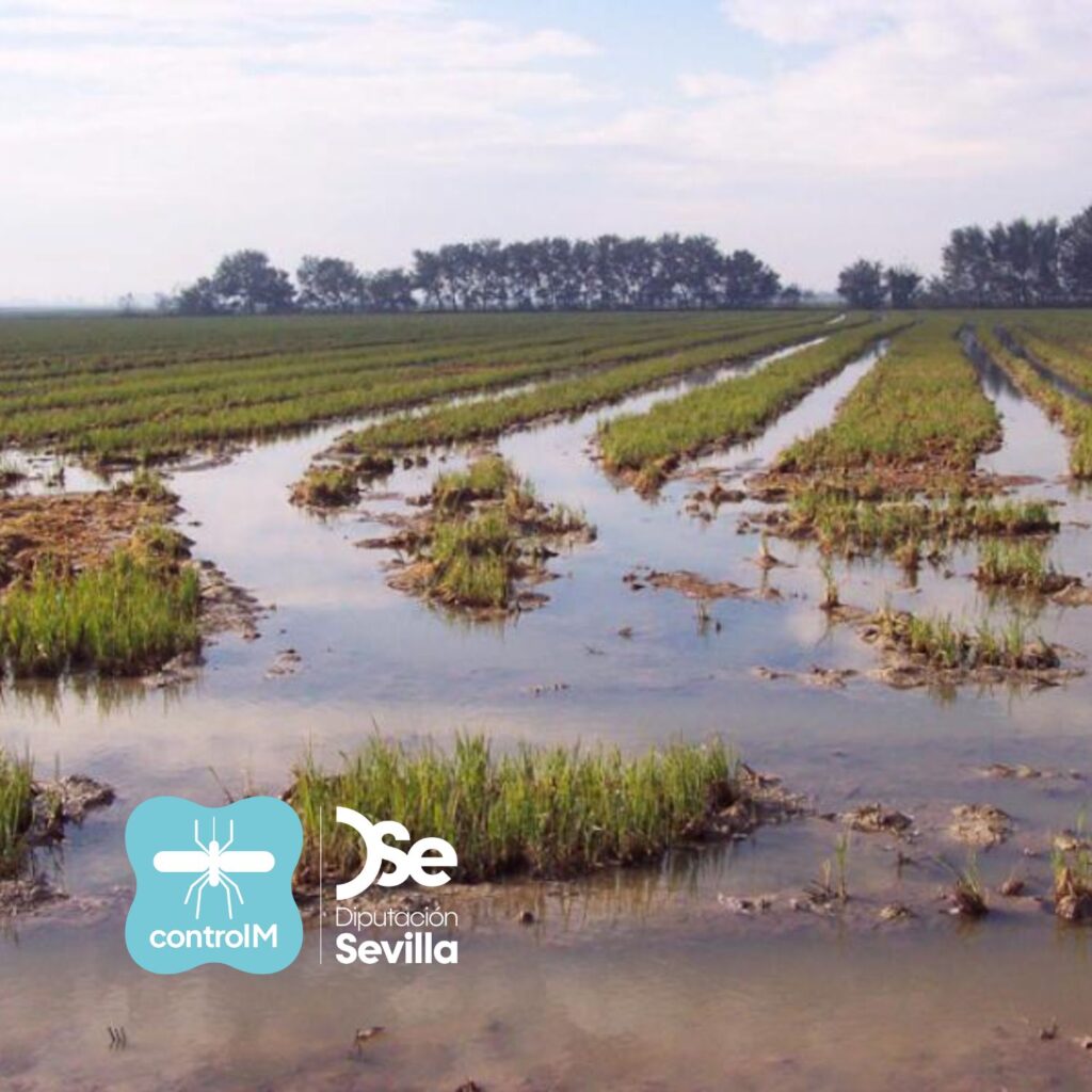 Detectan la presencia de mosquitos con el virus del Nilo occidental en La Puebla del Río Brazo del Este, Sevilla