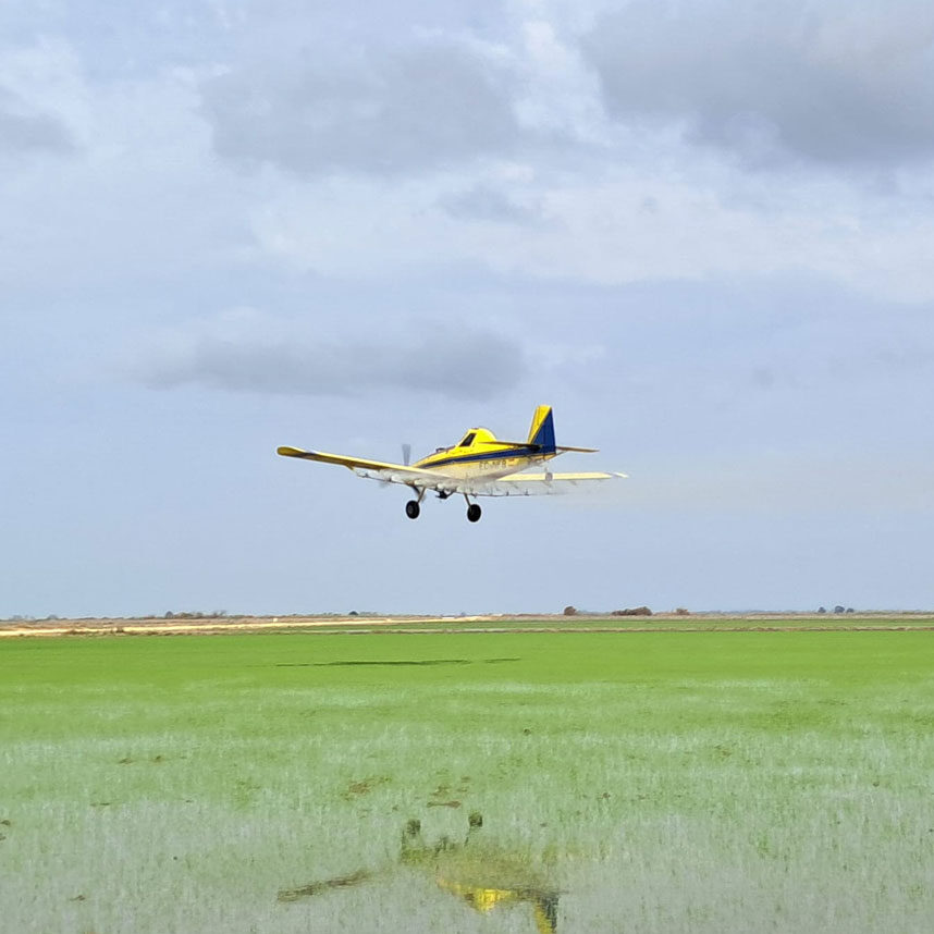 Tratamientos aéreos en arroz