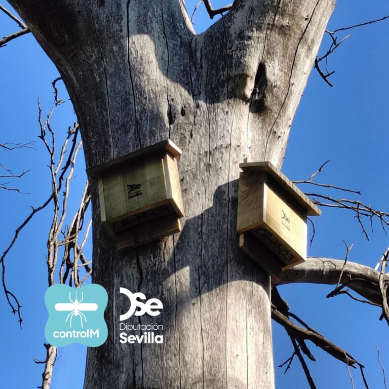 Imagen de la parte superior del tronco de un árbol en el que se encuentran instaladas dos cajas nido contra el mosquito del virus el Nilo occidental.
