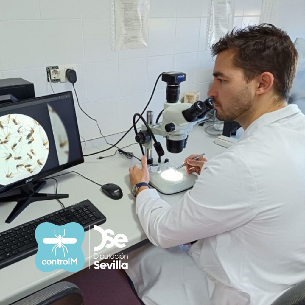 Un estudio de la Universidad de Córdoba prueba que el mosquito del metro de Londres o Culex pipiens Molestus existía hace más de un milenio en el Mediterráneo