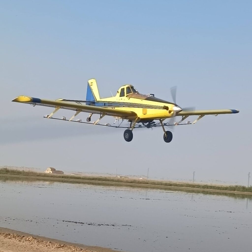 Se despliegan los tratamientos aéreos en más de 6.500 hectáreas de arrozal para el control del mosquito que puede transmitir el VNO