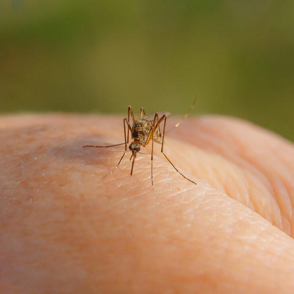 Sanidad declara áreas en alerta por virus del Nilo occidental Gelves, Almensilla, Aznalcázar y Mairena del Aljarafe